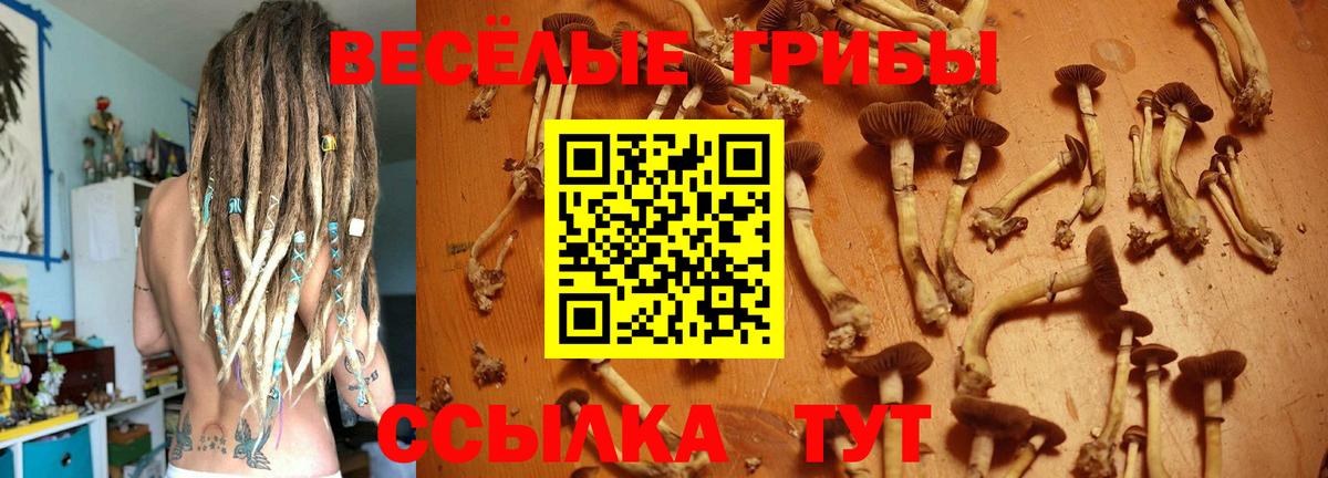 Псилоцибиновые грибы Psilocybine cubensis Гудермес